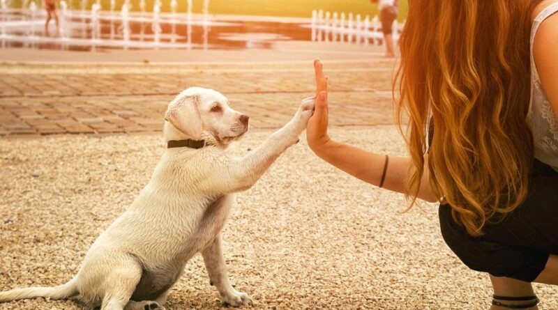 Come addestrare il tuo cane a rispondere ai comandi di base